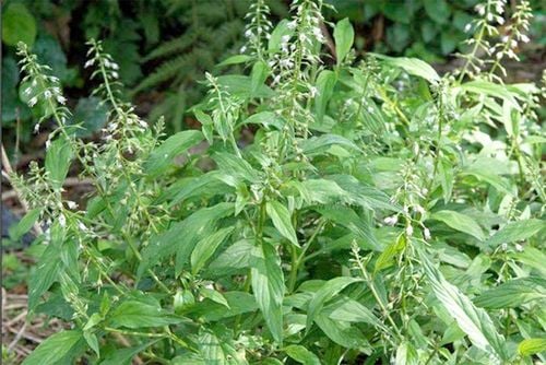 Hình ảnh cây Lá men ( Kinh giới núi)