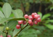 Cây Cơm rượu (Bưởi bung) – Vị thuốc quý trong y học cổ truyền Cây Cơm rượu (Bưởi bung) – Vị thuốc quý trong y học cổ truyền