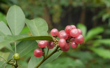 Cây Cơm rượu (Bưởi bung) – Vị thuốc quý trong y học cổ truyền Cây Cơm rượu (Bưởi bung) – Vị thuốc quý trong y học cổ truyền