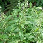 Cây Lá Men – Vị thuốc Kinh Giới từ núi rừng