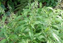 Cây Lá Men – Vị thuốc Kinh Giới từ núi rừng Cây Lá Men – Vị thuốc Kinh Giới từ núi rừng