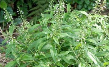 Cây Lá Men – Vị thuốc Kinh Giới từ núi rừng Cây Lá Men – Vị thuốc Kinh Giới từ núi rừng