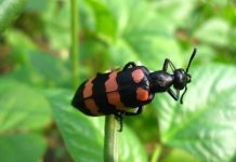 Sâu ban miêu – “Thần dược phòng the” hay độc dược nguy hiểm?