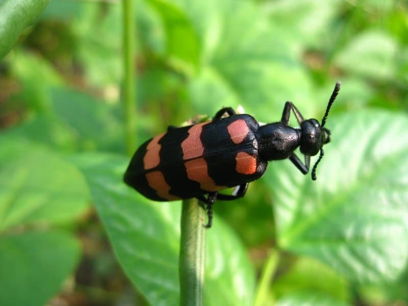 Sâu ban miêu – “Thần dược phòng the” hay độc dược nguy hiểm?