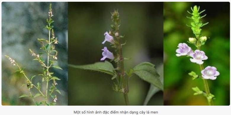 Cây Lá Men