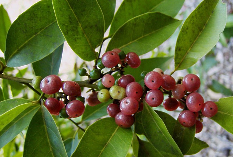 Hình ảnh cây cơm rượu mùa quả chín