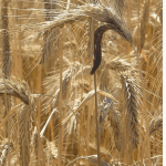 Nấm khỏa mạch (Nấm cựa gà) và các chế phẩm  thuốc tân dược từ nó