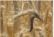 Nấm khỏa mạch (Nấm cựa gà) và các chế phẩm thuốc tân dược từ nó