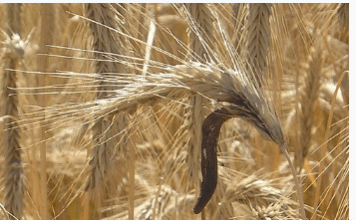 Nấm khỏa mạch (Nấm cựa gà) và các chế phẩm thuốc tân dược từ nó