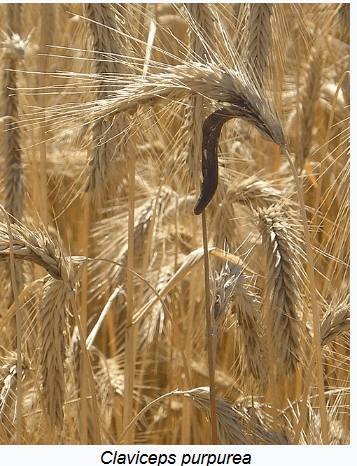 Nấm khỏa mạch (Nấm cựa gà) và các chế phẩm thuốc tân dược từ nó